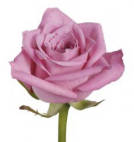 Giorgio!® rose plant